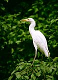 A wild egret taken in Jurong Bird Park, Singapore