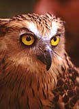 Owl closeup shot taken in Jurong Bird Park, Singapore
