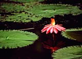Lotus flower in the pond at Botanical Garden, Singapore