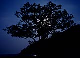 Silhouette of a tree at the beach in Pulau Langkawi