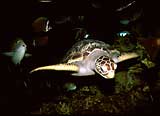 Turtle in Underwater World in Pantai Cenang, Langkawi