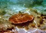 Coral reefs in shallow waters off Coral Island