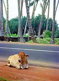 A cow lazing along the side of the road, Sri Lanka