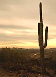 Saguaro Cactus at Lake Pleasant