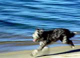 A cute dog running along the beach at Lake Tahoe, Nevada